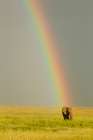 African elephant after rainstorm with rainbow, Serengeti National Park, Tanzania, Africa Art Print